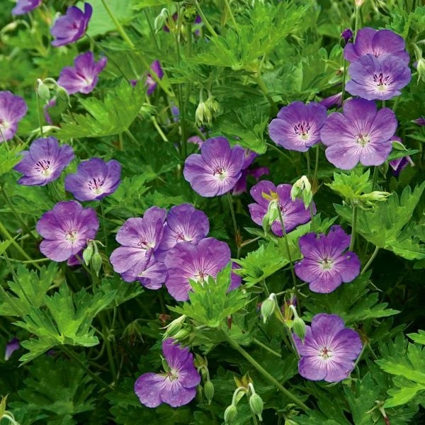 Geranium Rozanne® 3 Geranium Rozanne®