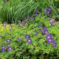 Geranium Rozanne® 13 Geranium Rozanne® -Garden Bloomy Shop x600 14914