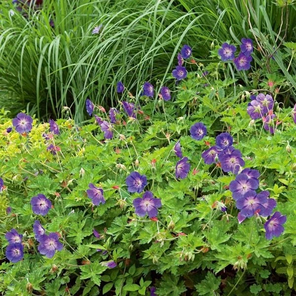 Geranium Rozanne® 6 Geranium Rozanne® - Image 4