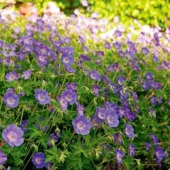 Geranium Rozanne® 14 Geranium Rozanne® -Garden Bloomy Shop x600 14915