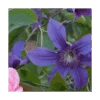 Clematis Sapphire Indigo™ 2 Clematis Sapphire Indigo™ -Garden Bloomy Shop x600 14939