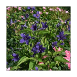 Clematis Sapphire Indigo™ -Garden Bloomy Shop x600 14940