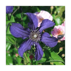 Clematis Sapphire Indigo™ -Garden Bloomy Shop x600 14942