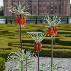 Fritillaria Imperialis 'Aureomarginata' -Garden Bloomy Shop x600 14954