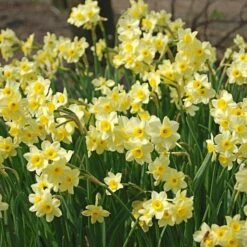 Award-winning Miniature Daffodils -Garden Bloomy Shop x600 14957