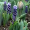 Muscari Latifolium -Garden Bloomy Shop x600 15088 1