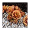 Sempervivum Chick Charms® 'Gold Nugget' 2 Sempervivum Chick Charms® 'Gold Nugget' -Garden Bloomy Shop x600 15108