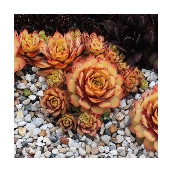 Sempervivum Chick Charms® 'Gold Nugget' 3 Sempervivum Chick Charms® 'Gold Nugget'