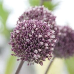 Allium 'Summer Drummer' 8 Allium 'Summer Drummer' -Garden Bloomy Shop x600 15115