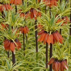 Fritillaria Imperialis 'Aureomarginata' -Garden Bloomy Shop x600 15172