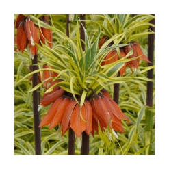 Fritillaria Imperialis 'Aureomarginata' -Garden Bloomy Shop x600 15173