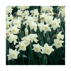 White Trumpet Solo Daffodil Mix -Garden Bloomy Shop x600 15177