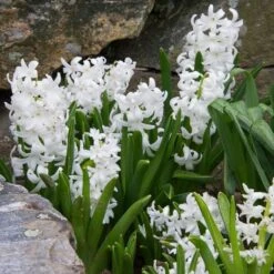 Hyacinthus Orientalis 'Carnegie' 7 Hyacinthus Orientalis 'Carnegie' -Garden Bloomy Shop x600 15264