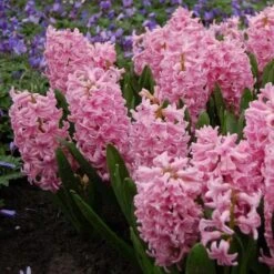 Hyacinthus May Day Bouquet Mix 10 Hyacinthus May Day Bouquet Mix -Garden Bloomy Shop x600 15295