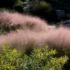 Ornamental Grass: Muhlenbergia Reverchonii Undaunted® -Garden Bloomy Shop x600 15390