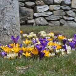 Farewell To Winter Crocus Mix 12 Farewell To Winter Crocus Mix -Garden Bloomy Shop x600 15427