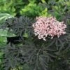 Sambucus Nigra F. Porphyrophylla Black Lace® -Garden Bloomy Shop x600 15571