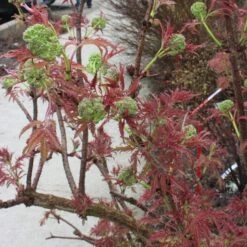 Sambucus Racemosa Lemony Lace® -Garden Bloomy Shop x600 15574