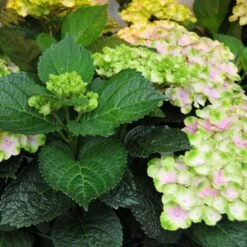 Hydrangea Macrophylla Everlasting® Amethyst -Garden Bloomy Shop x600 15587