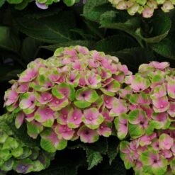 Hydrangea Macrophylla Everlasting® Amethyst -Garden Bloomy Shop x600 15588