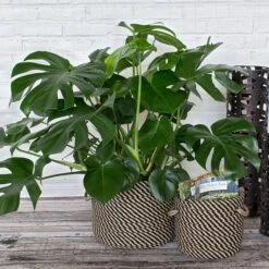 Black & Tan Rope Basket, Small -Garden Bloomy Shop x600 15654