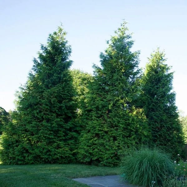 Thuja 'Green Giant' 4 Thuja 'Green Giant' - Image 2