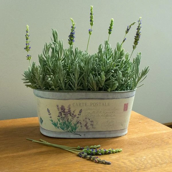 Lavender 'Goodwin Creek Grey' In Decorative Metal Cachepot 4 Lavender 'Goodwin Creek Grey' In Decorative Metal Cachepot - Image 2