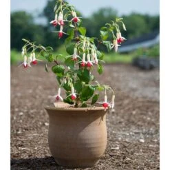 Cretan Pot Idomeneas