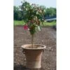 Cretan Pot Konstantina -Garden Bloomy Shop x600 16160