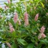 Clethra Alnifolia 'Ruby Spice' -Garden Bloomy Shop x600 16180