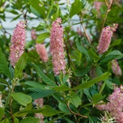 Clethra Alnifolia 'Ruby Spice' -Garden Bloomy Shop x600 16181