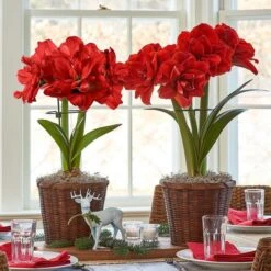 Dark Green Amaryllis Stake -Garden Bloomy Shop x600 16328