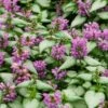 Lamium Maculatum 'Purple Dragon' 1 Lamium Maculatum 'Purple Dragon' -Garden Bloomy Shop x600 16341