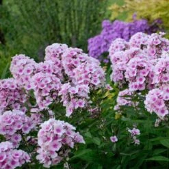 Phlox Paniculata 'Bright Eyes' -Garden Bloomy Shop x600 16367