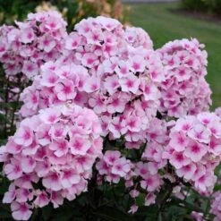 Phlox Paniculata 'Bright Eyes' -Garden Bloomy Shop x600 16368