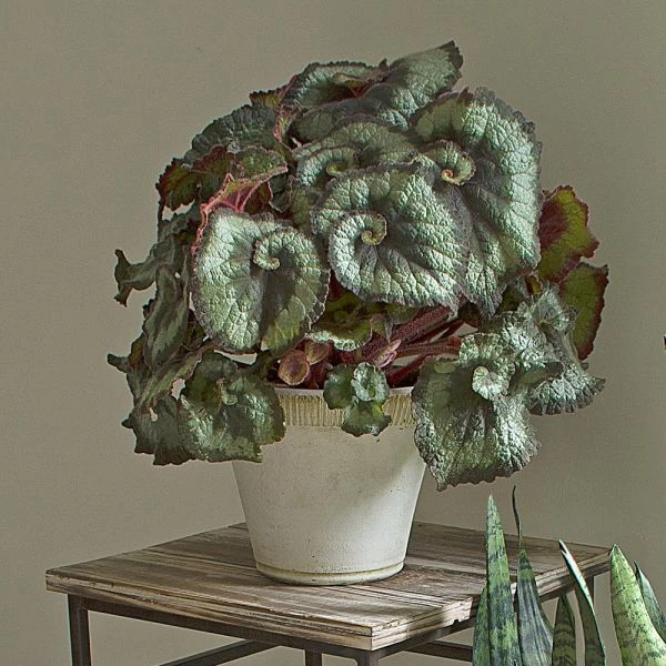 Begonia 'Escargot' In Farnham Pot And Saucer 5 Begonia 'Escargot' In Farnham Pot And Saucer - Image 3