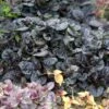 Ajuga Reptans 'Black Scallop' -Garden Bloomy Shop x600 16435 1