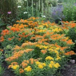 Monarch Butterfly Perennial Garden -Garden Bloomy Shop x600 16438