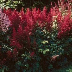 Astilbe X Arendsii 'Fanal' 10 Astilbe X Arendsii 'Fanal' -Garden Bloomy Shop x600 16439