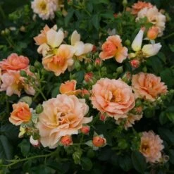 Rose At Last® -Garden Bloomy Shop x600 16510