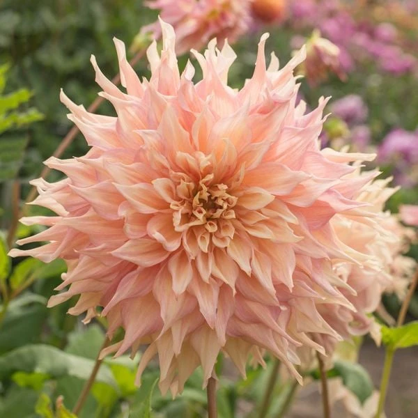 Dahlia 'Penhill Watermelon' 4 Dahlia 'Penhill Watermelon' - Image 2