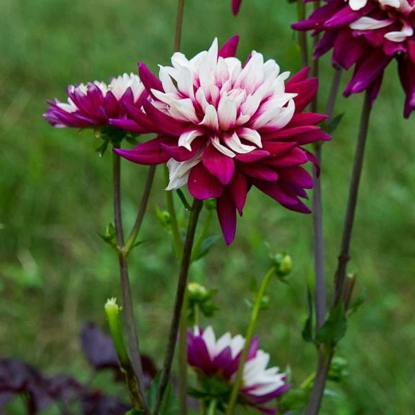 Dahlia 'Rebecca's World' 4 Dahlia 'Rebecca's World' - Image 2