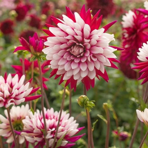 Dahlia 'Rebecca's World' 5 Dahlia 'Rebecca's World' - Image 3