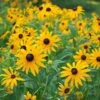 Rudbeckia Fulgida Sullivantii 'Goldsturm' 1 Rudbeckia Fulgida Sullivantii 'Goldsturm' -Garden Bloomy Shop x600 16737