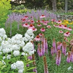 Butterfly Magnet Perennial Collection -Garden Bloomy Shop x600 16741