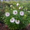 Hibiscus Summerific® 'Ballet Slippers' -Garden Bloomy Shop x600 16837