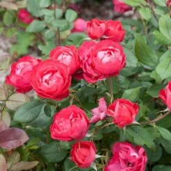 Rose Oso Easy® Double Red -Garden Bloomy Shop x600 16881