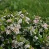 Aronia Melanocarpa Low Scape® Mound