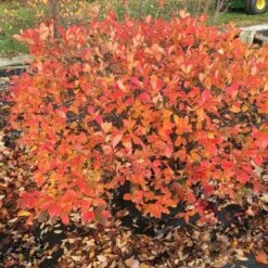 Aronia Melanocarpa Low Scape® Mound -Garden Bloomy Shop x600 16891