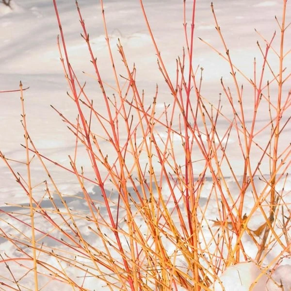 Cornus Sanguinea Arctic Sun® 4 Cornus Sanguinea Arctic Sun® - Image 2